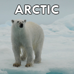 Arctic