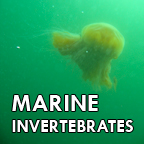 Marine Invertebrates
