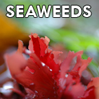 Seaweeds