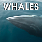 Whales