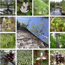 Eastern Forest