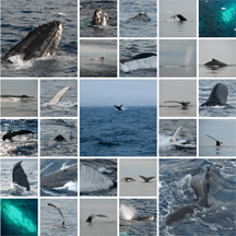 Humpbacks