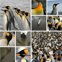 King Penguins